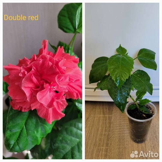 Китайская роза (гибискус)