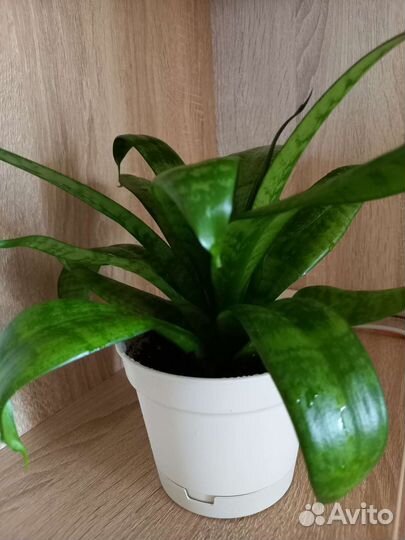 Сансевиерия ханни Филиппин
