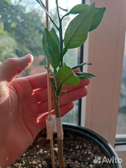 Прививка цитрусовых растений