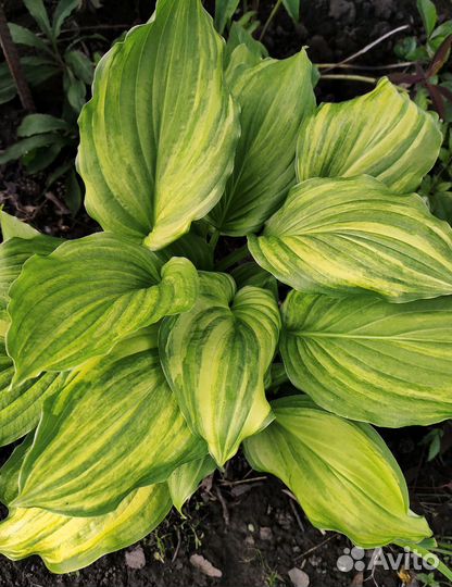 Хосты коллекционные Sea Sunrise,Mito-no-hana и др