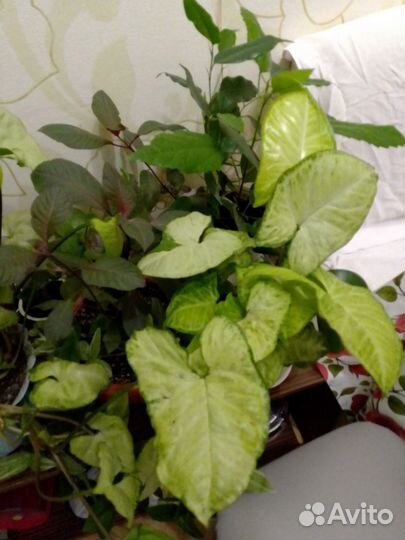 Цветы и отростки