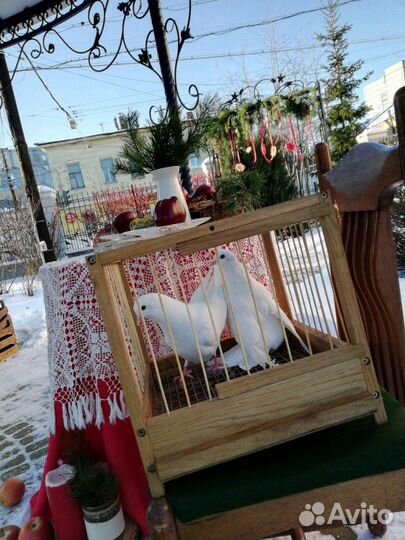 Голуби белые