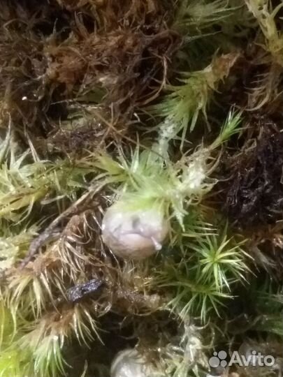 Улитки ахатины