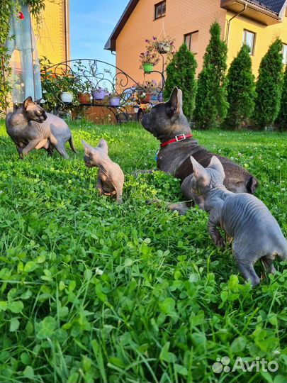 Канадский сфинкс