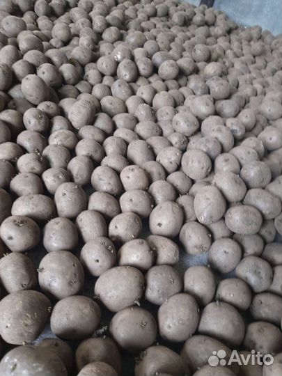 Семенной картофель гала