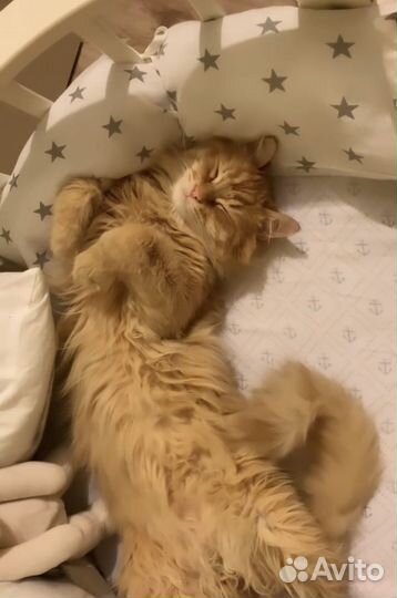 Рыжий кот