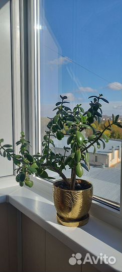 Толстянка денежное дерево