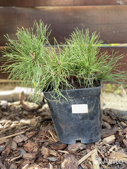 Сосна горная Пумилио в С3