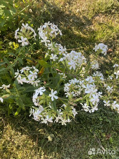 Мыльнянка семена