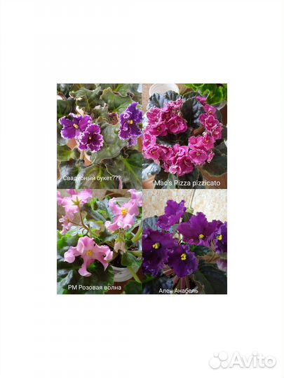 Фиалки,срез,стартеры,детки, цветущие