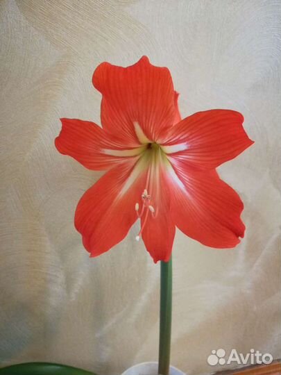 Гиппеаструм, цветущая луковица