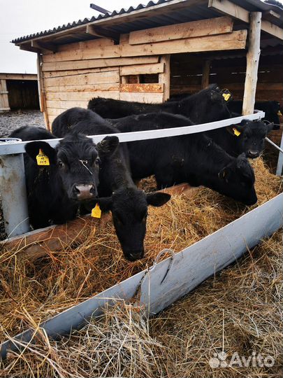 Телята бычки