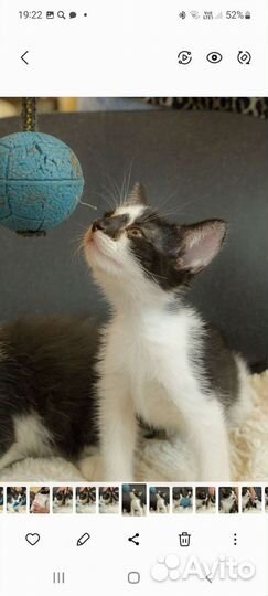 Котята бесплатно