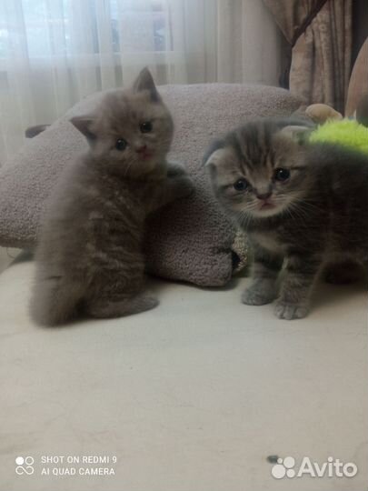 Шотландская