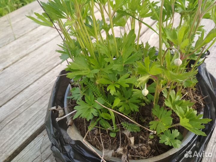 Анемона белая, хоста