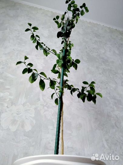 Мандарин. Замиокулькас