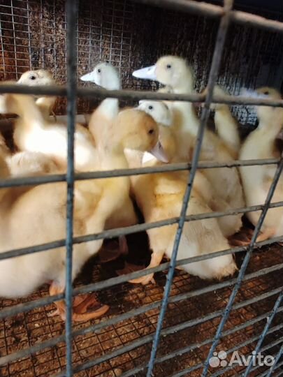 Утята мулард подрощенные