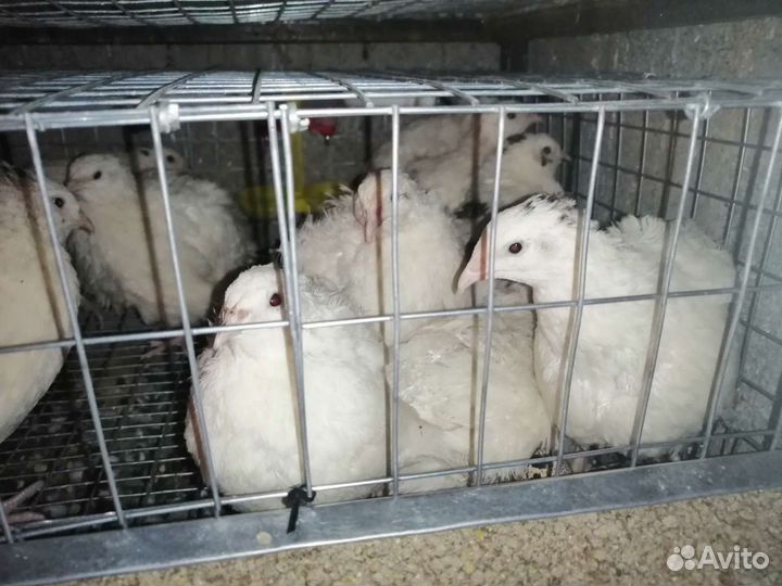 Инкубационное яйцо Перепелов Техасский