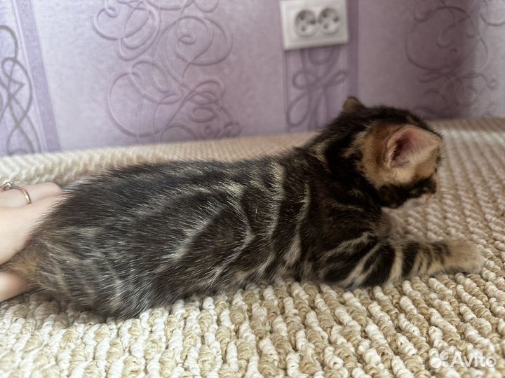 Бенгальские котята