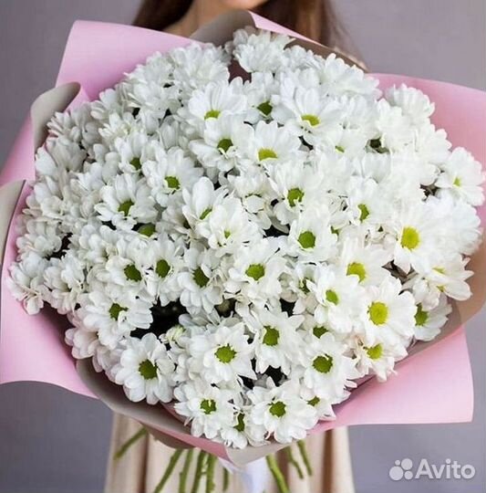 Хризантема