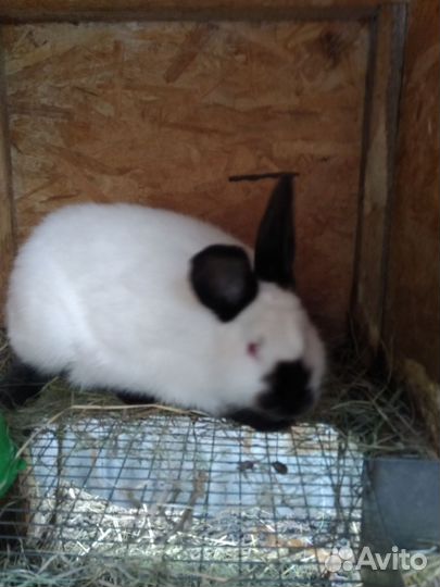 Кролики на племя