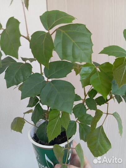 Диффенбахия