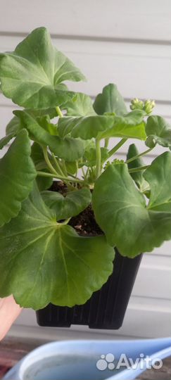 Герань пеларгония