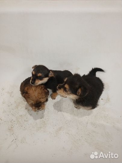 Собака маленькая порода