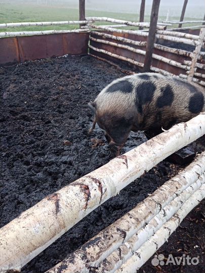 Сельхоз животные