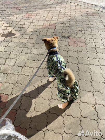 Одежда для собак