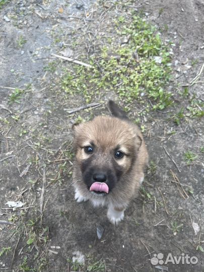 Хаски отдам в добрые руки бесплатно