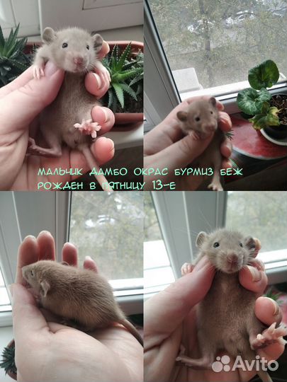 Крысы дамбо малыши