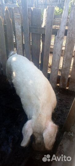 Свиньи живым весом