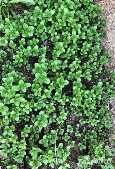 Рассада мяты перечной и мелиссы