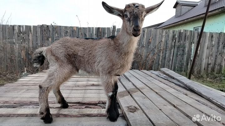 Альпийские козлята чистопородные