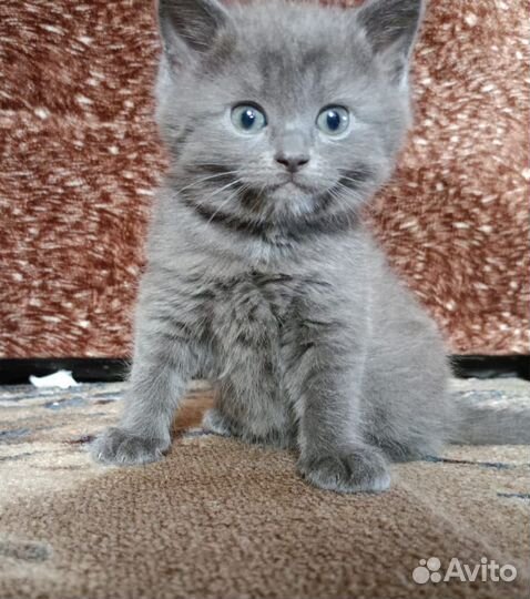 Продам котят
