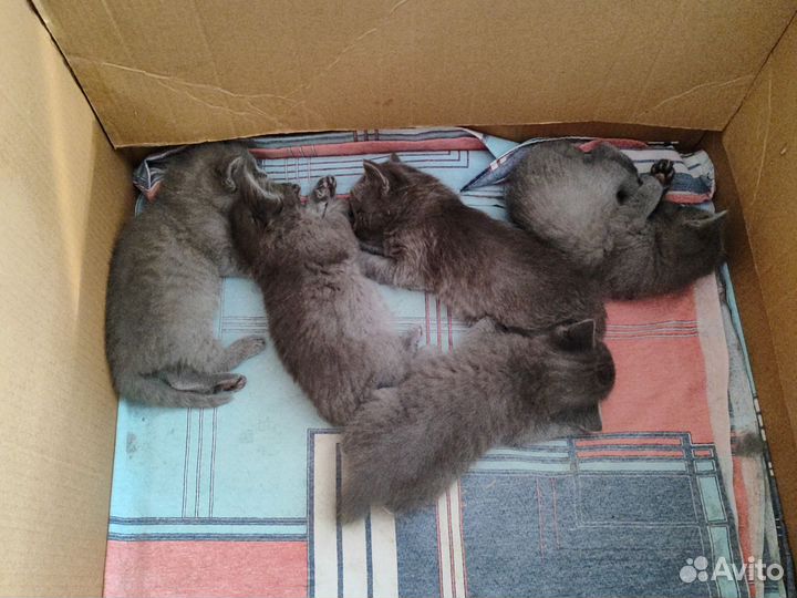 Котята британцы