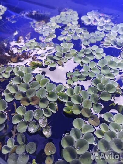 Водоросли для аквариума