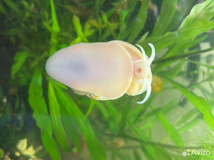 Улитки аквариумные ампулярии разноцветные