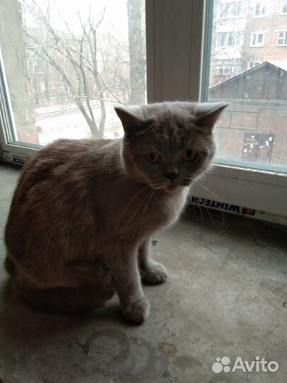 Котейка бесплатно