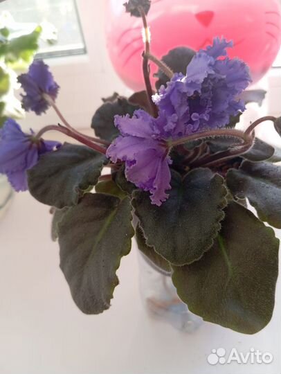 Молодые сортовые фиалки