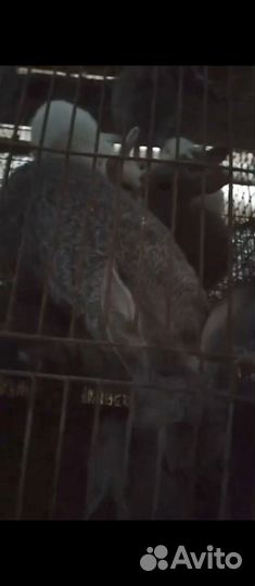 Кролики с крольчатами