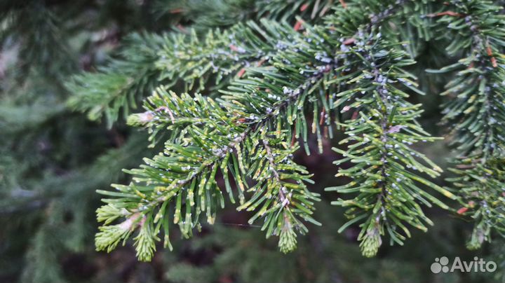 Ель обыкновенная саженцы