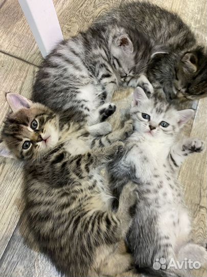 Котята ищут дом