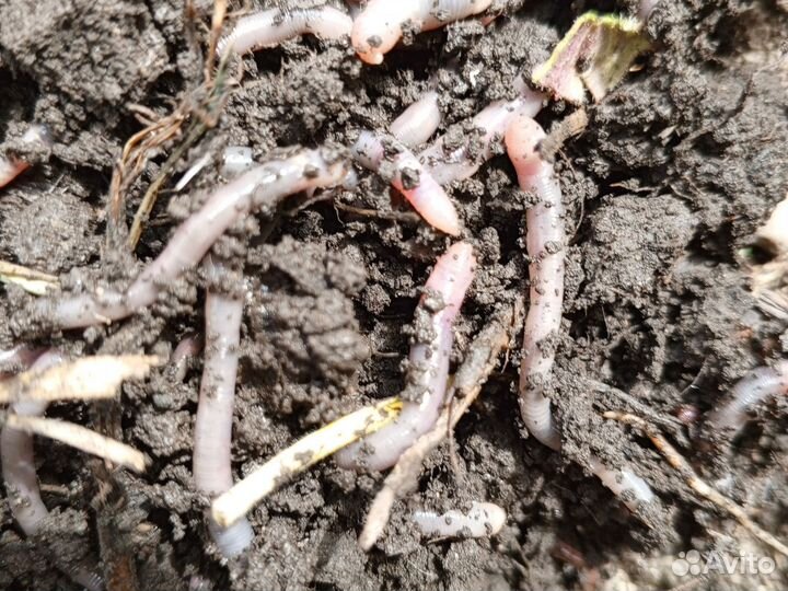 Черви для рыбалки