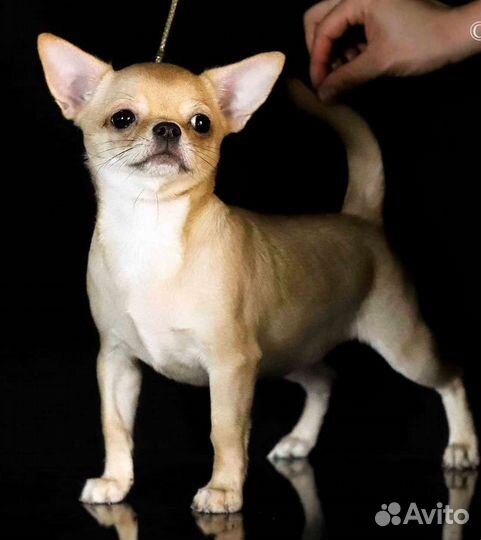 Щенки чихуахуа с док РКФ