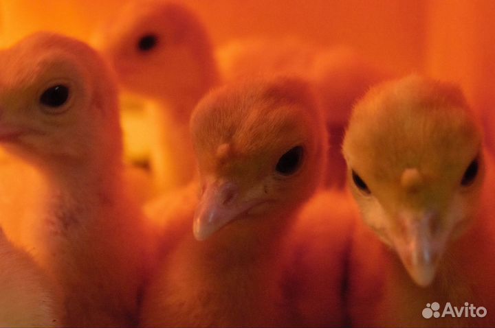 Индюшата Биг-6