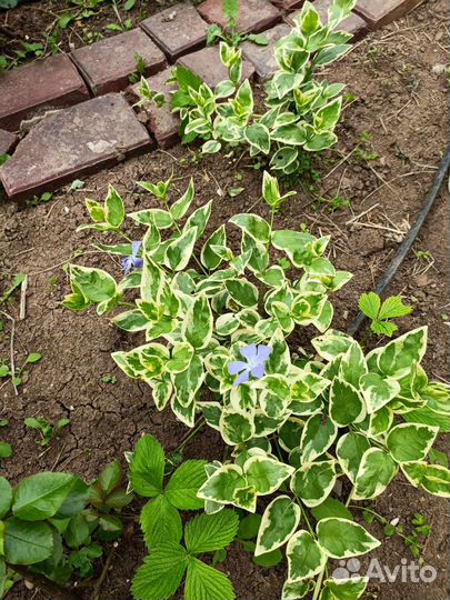 Барвинок вариегатный