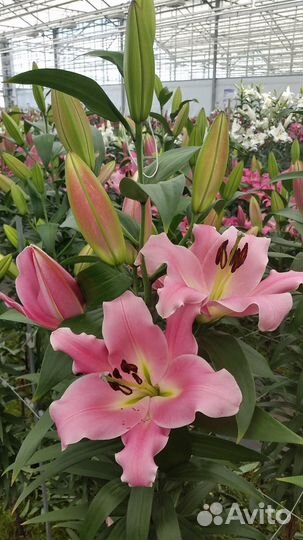 Лилии сорта Bastogne