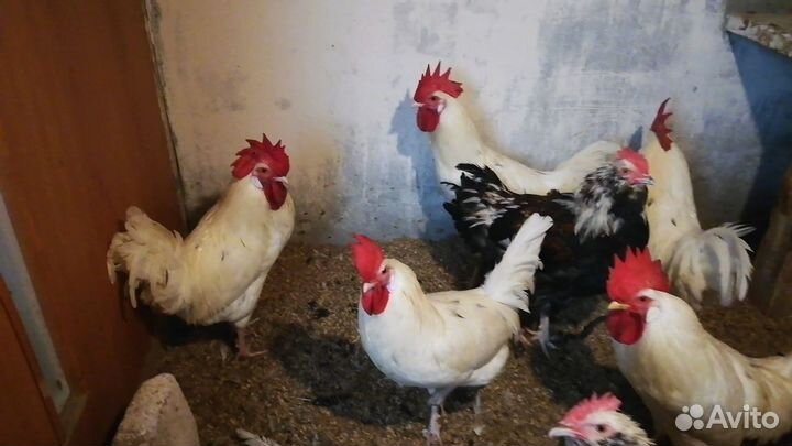 Петухи молодые. Леггорн и Фавероль
